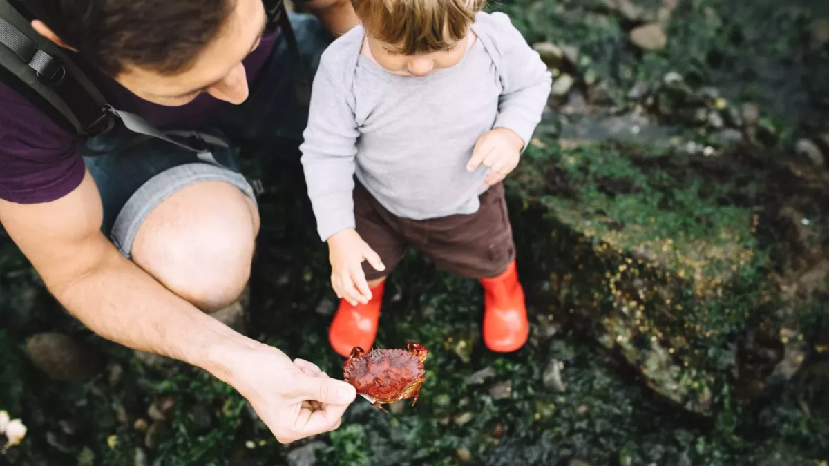 Boy looking at a crab