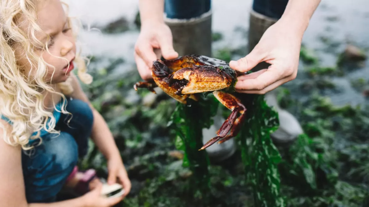 Large crab being shown to girl