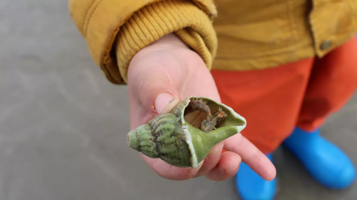 Boy holding a hermit crab shell
