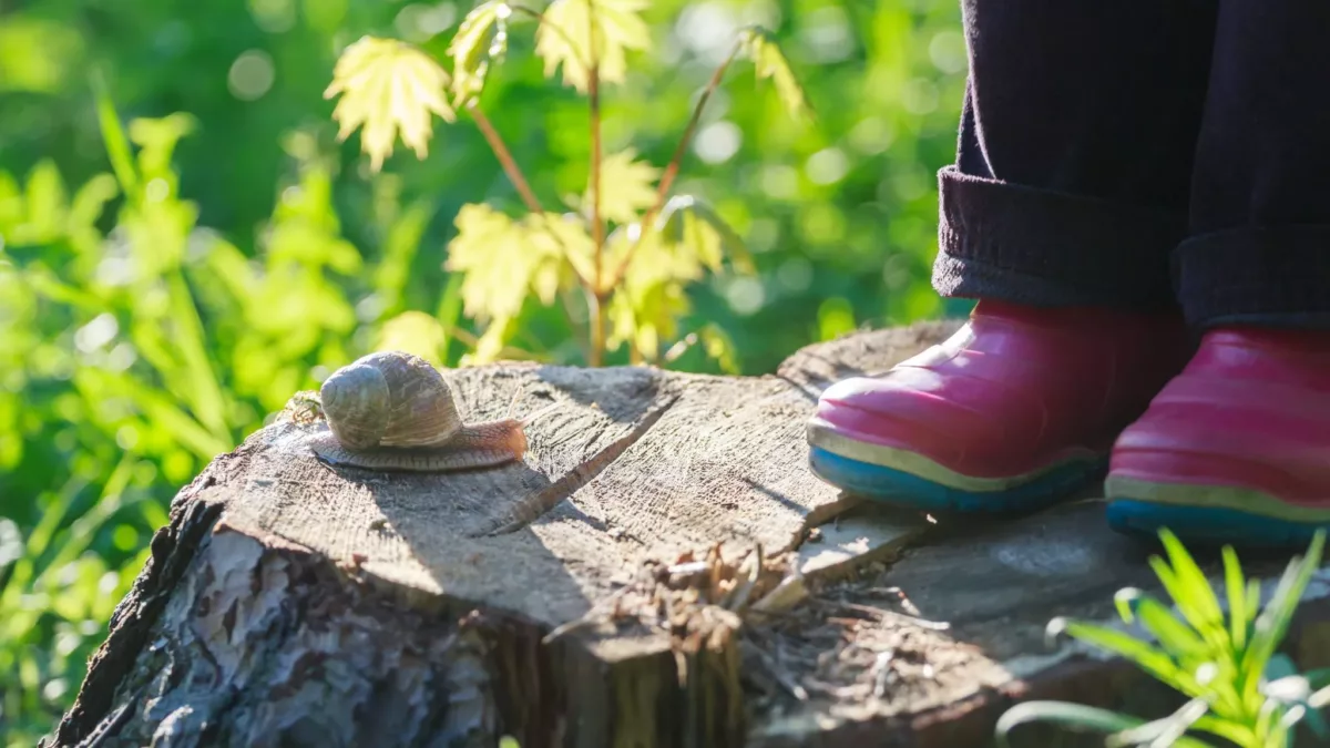 Snail looks at a pair of pink wellies